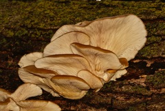 Pleurotus ostreatus