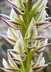 Prasophyllum brownii