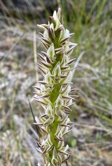Prasophyllum brownii