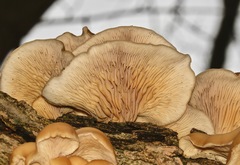 Pleurotus ostreatus