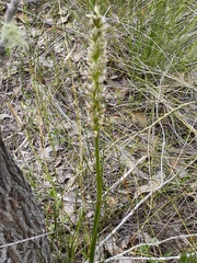 Prasophyllum brownii