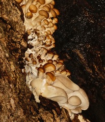 Pleurotus ostreatus