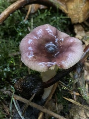 Russula murrillii