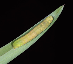 Neumichtis nigerrima