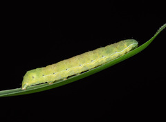 Neumichtis nigerrima