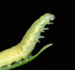 Neumichtis nigerrima