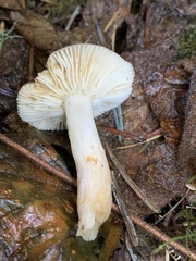 Russula murrillii