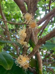 Drypetes natalensis leiogyna