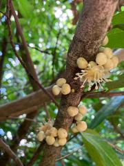 Drypetes natalensis leiogyna