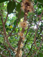 Drypetes natalensis leiogyna