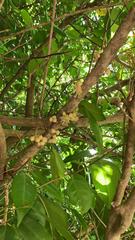 Drypetes natalensis leiogyna