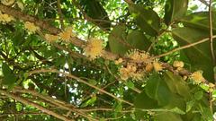 Drypetes natalensis leiogyna