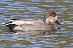 Anas platyrhynchos × Mareca strepera