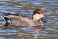 Anas platyrhynchos × Mareca strepera