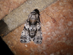 Turnerinycta phaeocosma