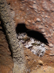 Turnerinycta phaeocosma