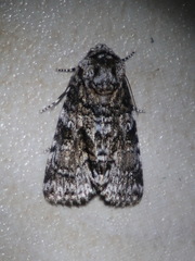 Turnerinycta phaeocosma