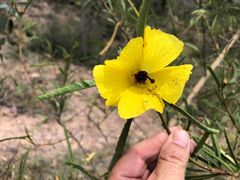 Hibiscus divaricatus