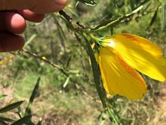Hibiscus divaricatus