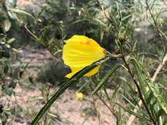Hibiscus divaricatus