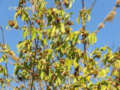 Neopringlea integrifolia