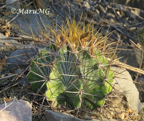 star cactus