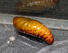 Neumichtis nigerrima