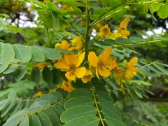 Senna surattensis
