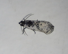 Oriodryas olbophora