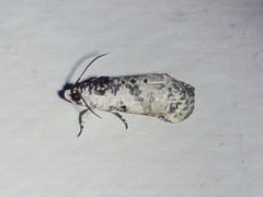 Oriodryas olbophora