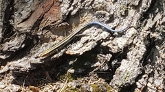 Plestiodon fasciatus