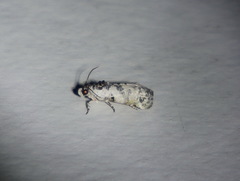 Oriodryas olbophora
