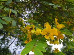 Senna surattensis