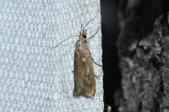 Occidentalia comptulatalis