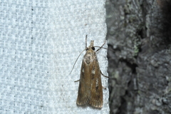 Occidentalia comptulatalis