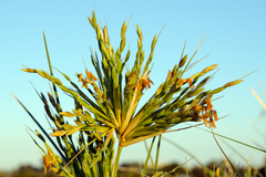 Spinifex longifolius