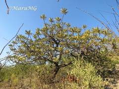 Pseudosmodingium virletii