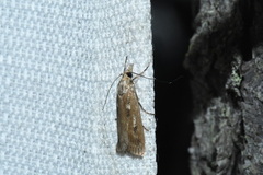 Occidentalia comptulatalis