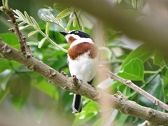 Batis molitor molitor