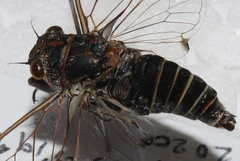 Atrapsalta corticina