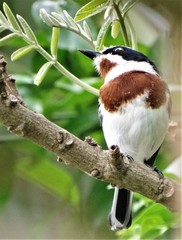 Batis molitor molitor