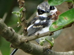 Batis molitor molitor