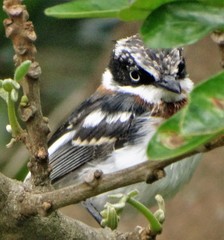 Batis molitor molitor