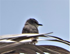 Prinia subflava pondoensis