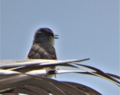 Prinia subflava pondoensis