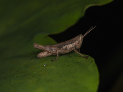 Pseudoxya