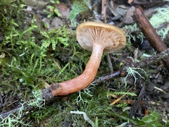 Lactarius occidentalis
