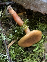 Lactarius occidentalis