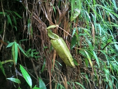 Nepenthes gymnamphora