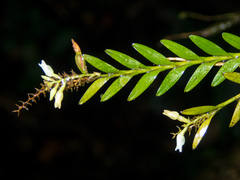 Podochilus lucescens